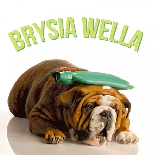 Cerdyn Brysia Wella